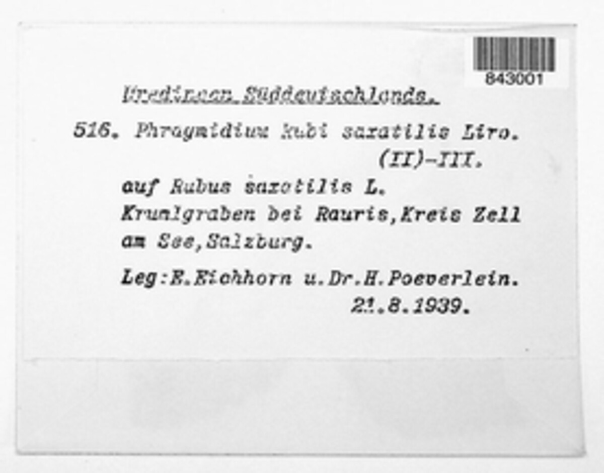 Phragmidium rubi-saxatilis image